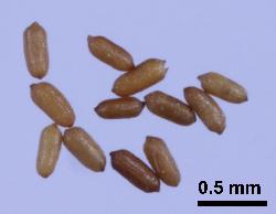 Hypericum mutilum seeds.
 © Landcare Research 2010 